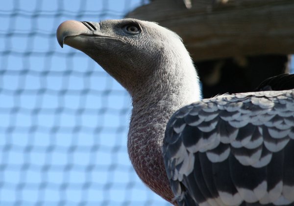 Vulture2