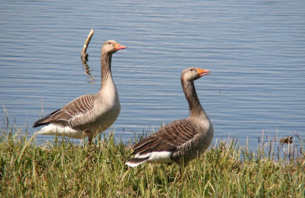 Geese1