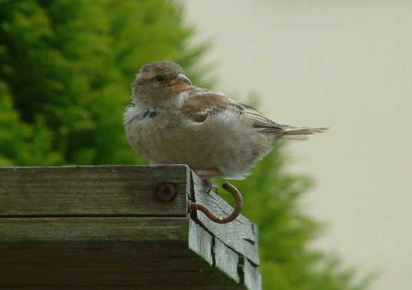 Sparrow1a