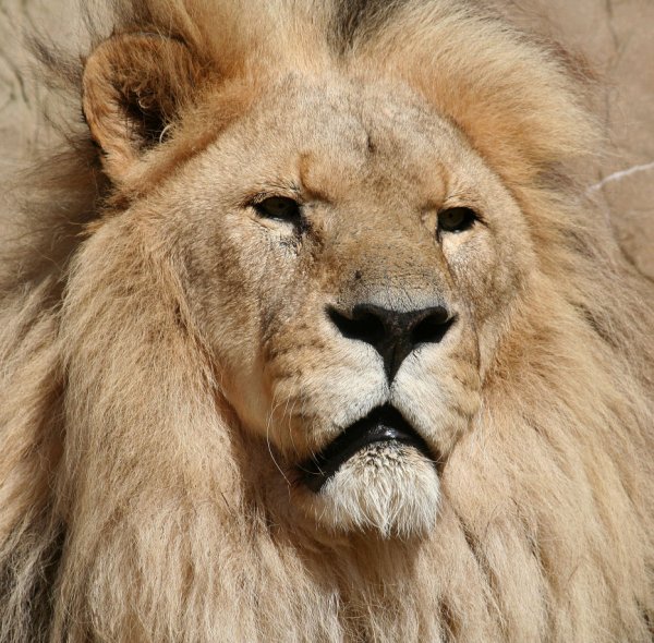 Lion1