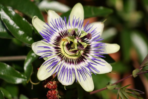 PassionFlower2