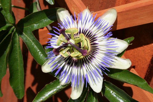 PassionFlower1