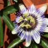 PassionFlower1