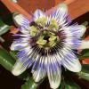 PassionFlower2 (1)