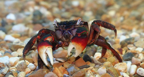 crab17a