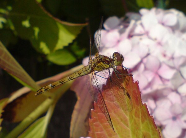 Dragonfly4