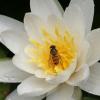 Hoverfly2