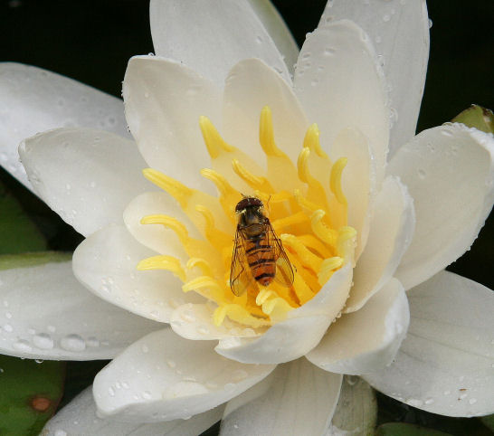 Hoverfly2